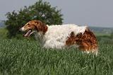 BARZOI 065